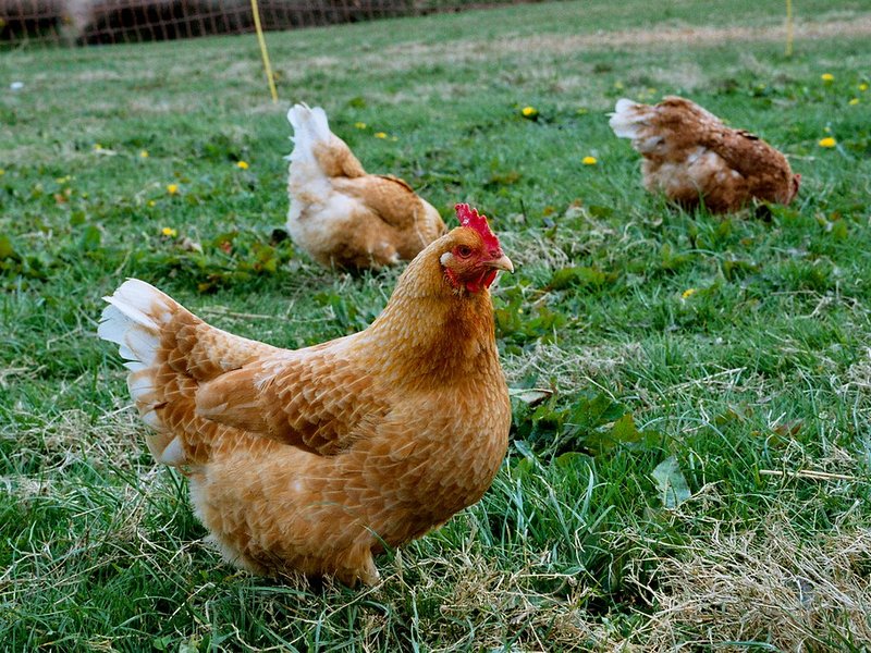 Local hens, laying