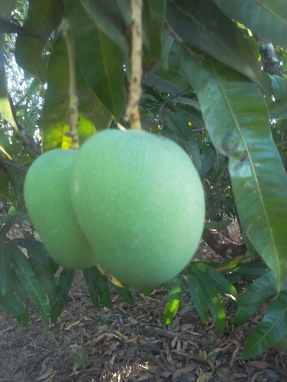 Ripe mangoes, Munuki