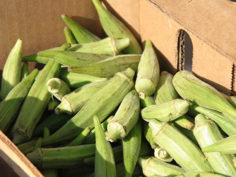 Fresh okra, picked daily