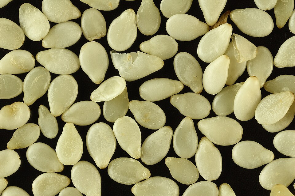 Sesame, white