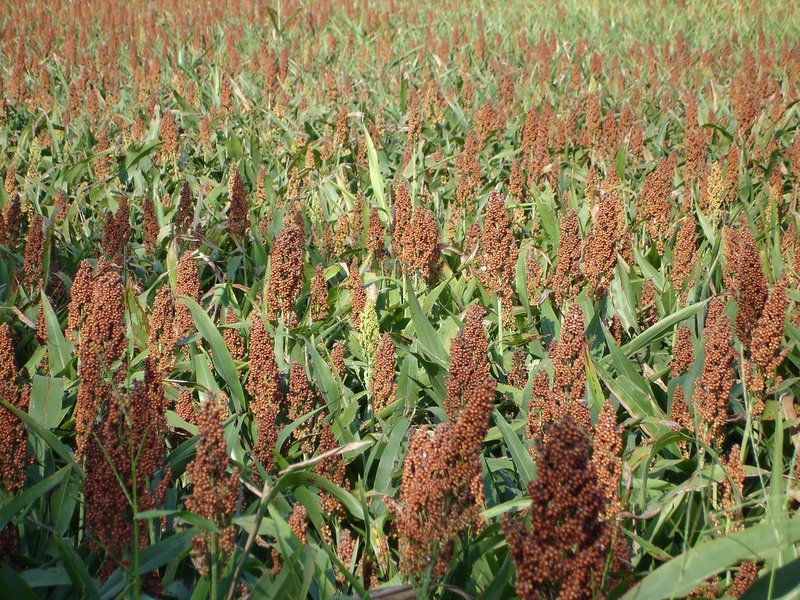 Red sorghum, cleaned and bagged